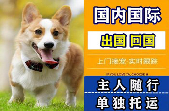内蒙古自治区宠物托运公司内蒙古自治区宠物托运公司内蒙古自治区宠物托运公司