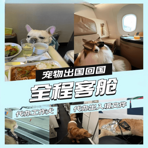 内蒙古自治区宠物托运到白俄罗斯宠物入境规定和要求